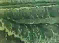 SS 2009